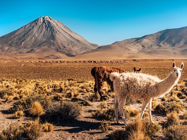 A picturesque scene of llamas grazing in the diverse flora of the Atacama Desert, framed by towering mountains under a clear blue sky.