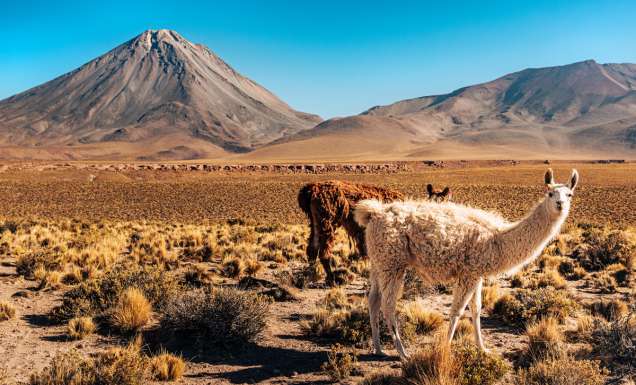 A picturesque scene of llamas grazing in the diverse flora of the Atacama Desert, framed by towering mountains under a clear blue sky.