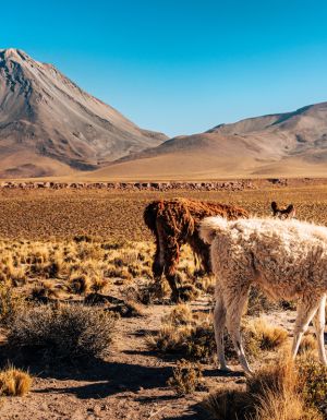 A picturesque scene of llamas grazing in the diverse flora of the Atacama Desert, framed by towering mountains under a clear blue sky.
