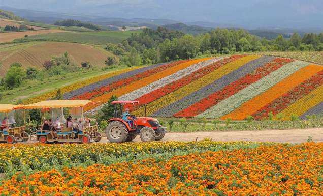 tractor ride through japan's wild flowers
