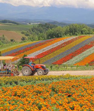 <p><i>Farm-to-table, wild beauty & nightlife</i>: why you should visit <strong>Hokkaido</strong> in summer</p>