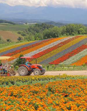 tractor ride through japan's wild flowers