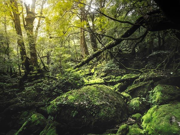 Mononoke Forest Yakushima Island