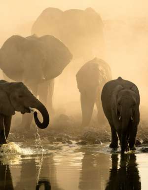 elephants walking along the Okavango Delta