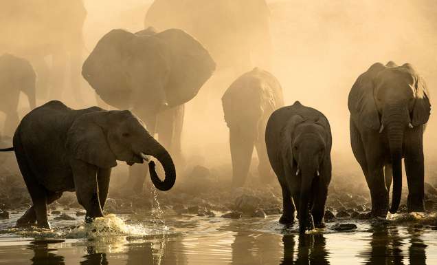 elephants walking along the Okavango Delta