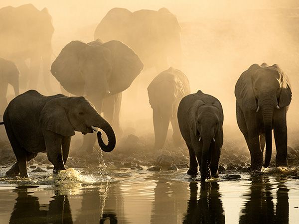 elephants walking along the Okavango Delta