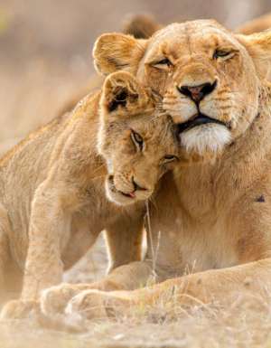 Lioness with cub in the Kruger National Park South Africa