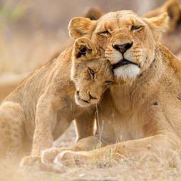 Lioness with cub in the Kruger National Park South Africa