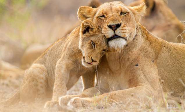 Lioness with cub in the Kruger National Park South Africa