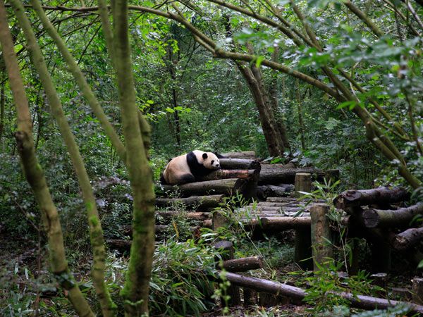 giant panda