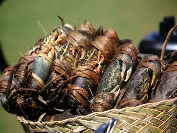 Market crab