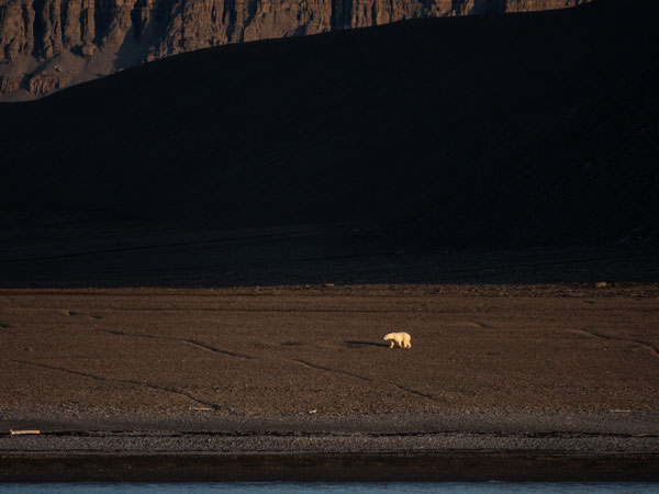 polar bears 