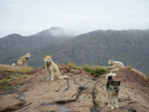 sled dogs in Greenland