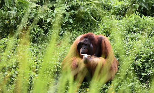 Male Orangutan in borneo sabah