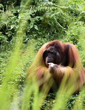 Male Orangutan in borneo sabah