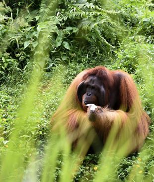 <p><i>7 reasons to visit the</i> <strong>Malaysian</strong> island of <strong>Sabah</strong></p>