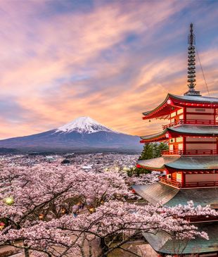 Famous Japan cherry blossom festival cancelled amid overtourism concerns
