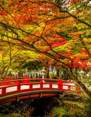 A red bridge in Mount Koya surrounded by autumn leaves
