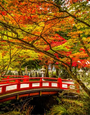A red bridge in Mount Koya surrounded by autumn leaves