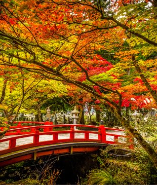 Luxury sightseeing train from Osaka to Mount Kōya to launch in April