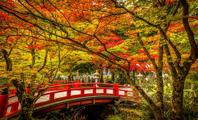 A red bridge in Mount Koya surrounded by autumn leaves