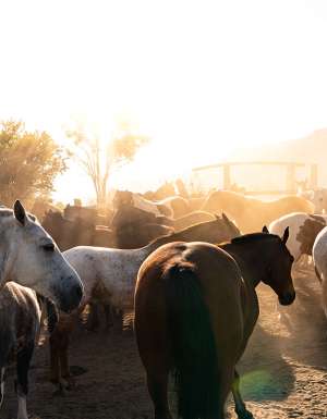 equine escapes