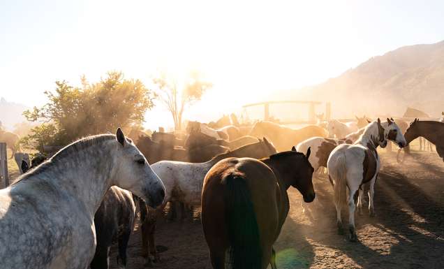 equine escapes