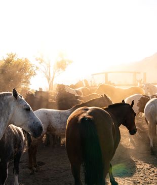 Burnt out? Travellers are seeking a reset on horseback