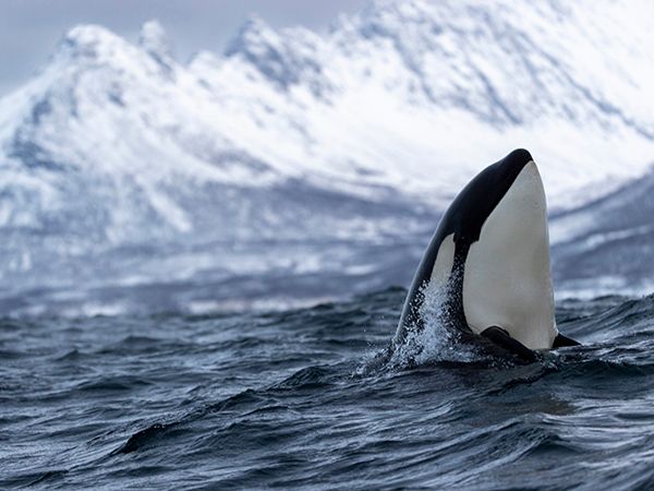 a killer whale inspects the surroundings in Tromsø, Troms and Finnmark county, Norway