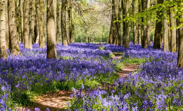 hertfordshire bluebells
