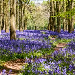 hertfordshire bluebells