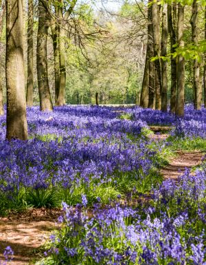 hertfordshire bluebells