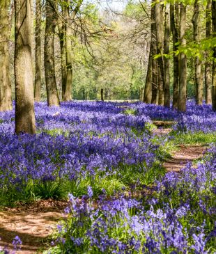Visiting London? These gorgeous bluebell woods are blooming just one hour away
