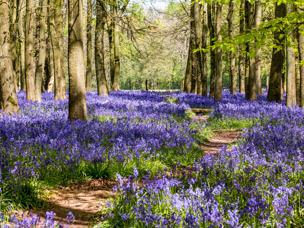 hertfordshire bluebells woods