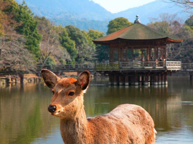 a Sika deer in Nara Park