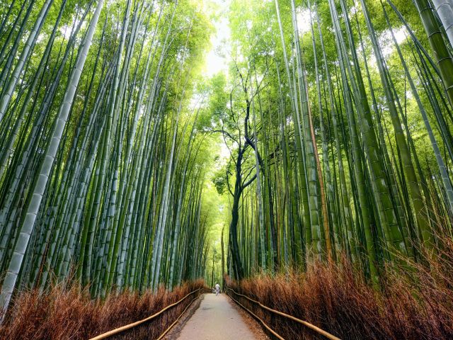 Arashiyama Bamboo Forest in Kyoto, Japan