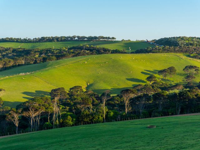 countryside views on Waiheke Island