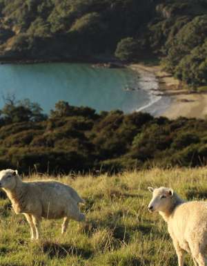 sheep on a hill on Waiheke Island