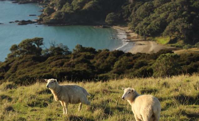 sheep on a hill on Waiheke Island