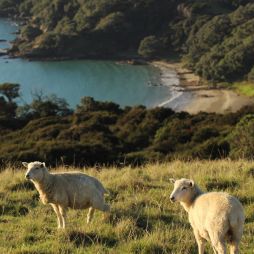 sheep on a hill on Waiheke Island