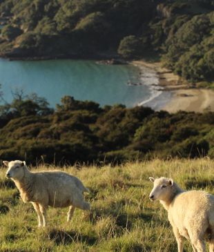 The ultimate guide to Waiheke Island: things to do, where to stay and where to eat