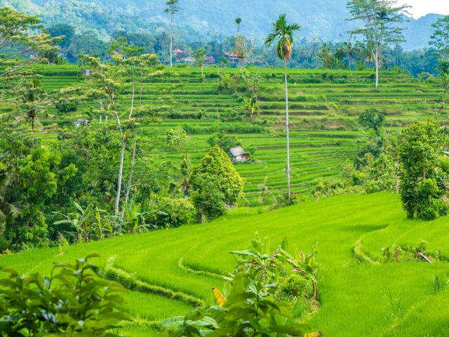 Sidemen Rice Terrace Walks in Bali