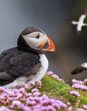 puffin in Shetland scotland