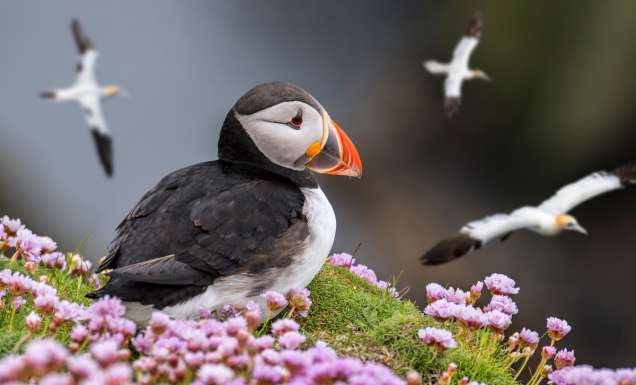 puffin in Shetland scotland