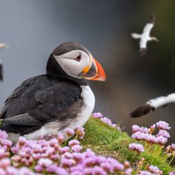 puffin in Shetland scotland