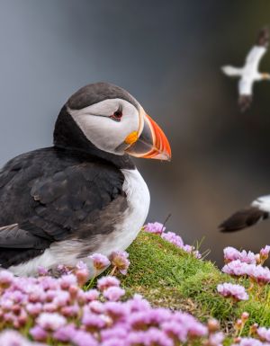 puffin in Shetland scotland