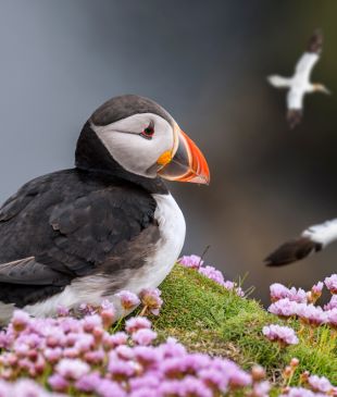 It’s Puffin season! Here’s where to spot them in Scotland