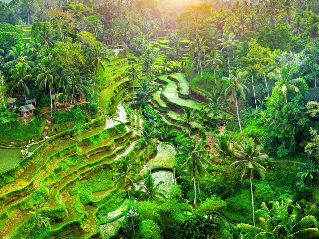 Tegalalang Rice Terraces from above