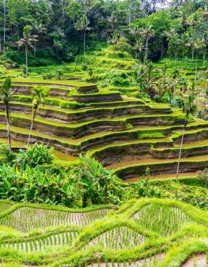 rice paddies in Ubud, Bali