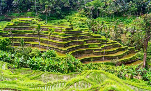rice paddies in Ubud, Bali